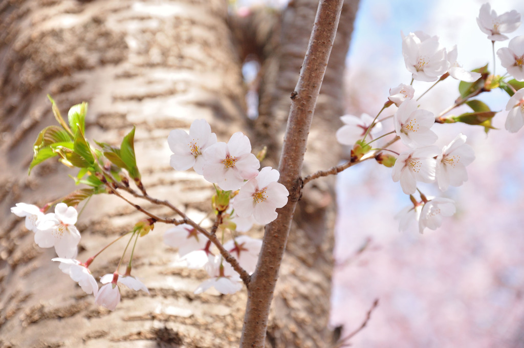 sakura2014_09