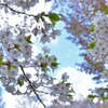北海道神宮　桜