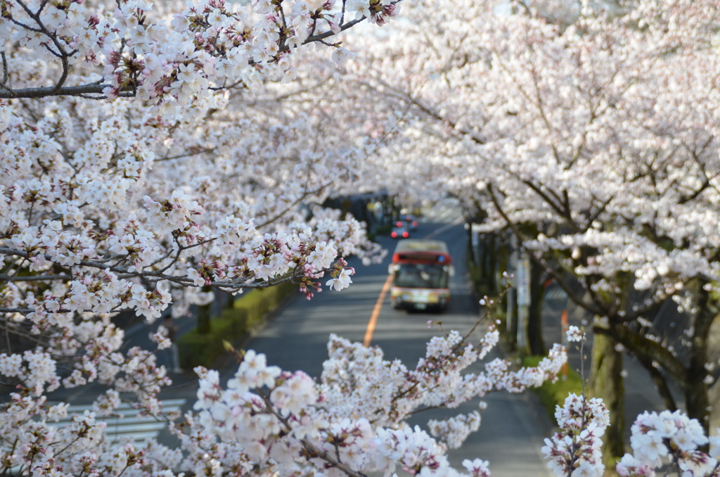 桜