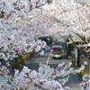 桜