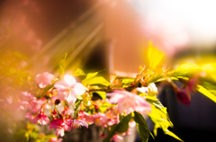 桜