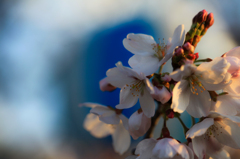 桜模様... その壱