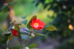 春に花咲く...椿