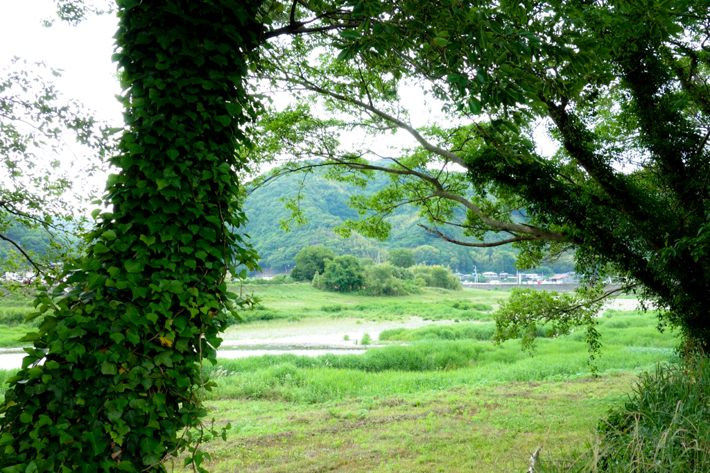 木陰で涼... 勝浦川...