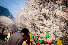 春爛漫... 桜ロマン街道...