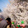 春爛漫... 桜ロマン街道...