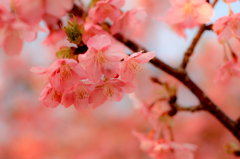 夢桜...