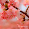 夢桜...