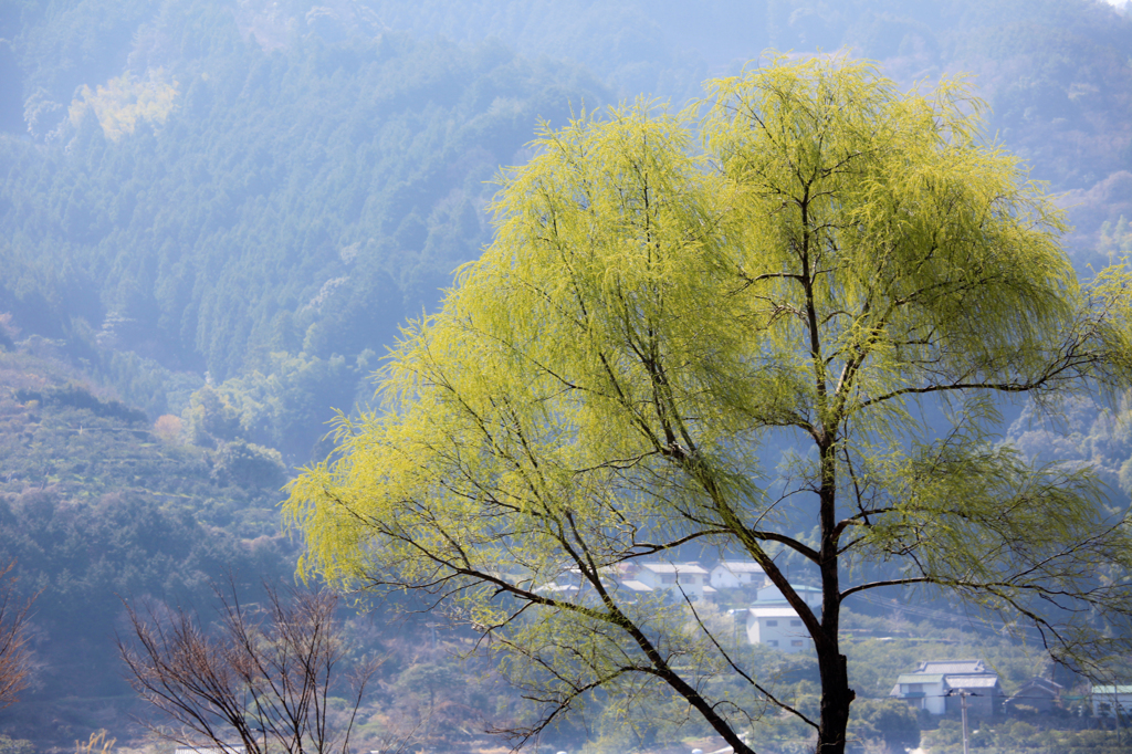 野に山に里に... 春が来た...