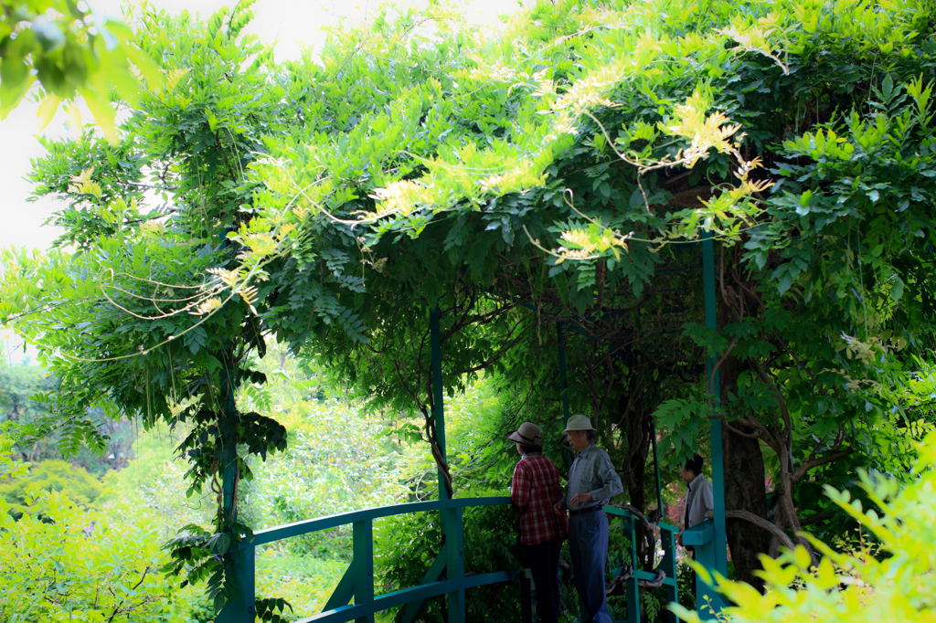 緑の空間も癒されます... 北川村「モネの庭」...