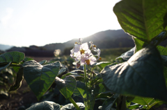 じゃがいもの花... 素朴な美しさ...