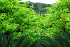 柿若葉は夏の季語... 新緑の中でも格別のみずみずしさ...