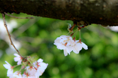 小さく咲いて...桜模様...その弐