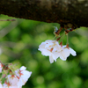 小さく咲いて...桜模様...その弐