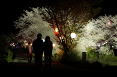 夜桜のロマン... 生名ロマン街道...