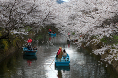 桜の下を舟下り... 勝浦さくら祭...