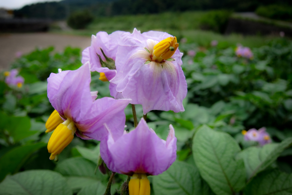 もう一つの花... じゃがいも...