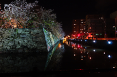 雨の花見... 人影はなく...