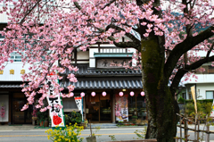 まもなく満開... 早咲きの夢桜...