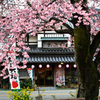 まもなく満開... 早咲きの夢桜...