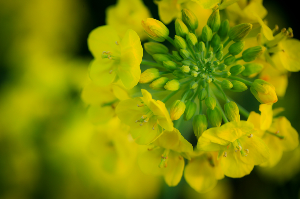 菜の花も主役です...