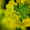 菜の花も主役です...