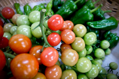 恵みの雨... 野菜たちのつぶやき...