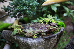 昨夜から雨... 寒い雨...