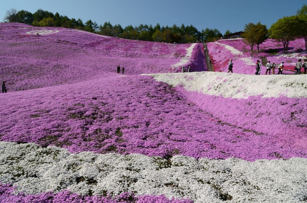 東藻琴芝桜