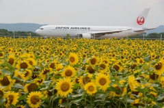 ひまわりと飛行機6