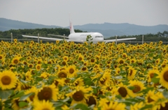 ひまわりと飛行機2