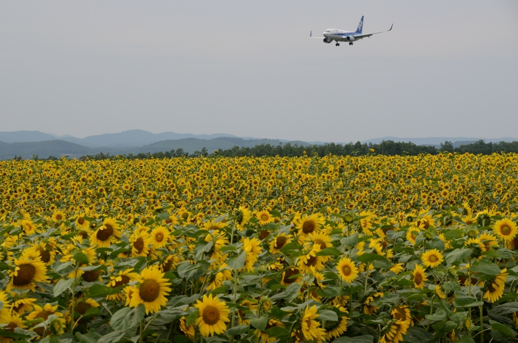 ひまわりと飛行機3