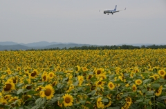 ひまわりと飛行機3