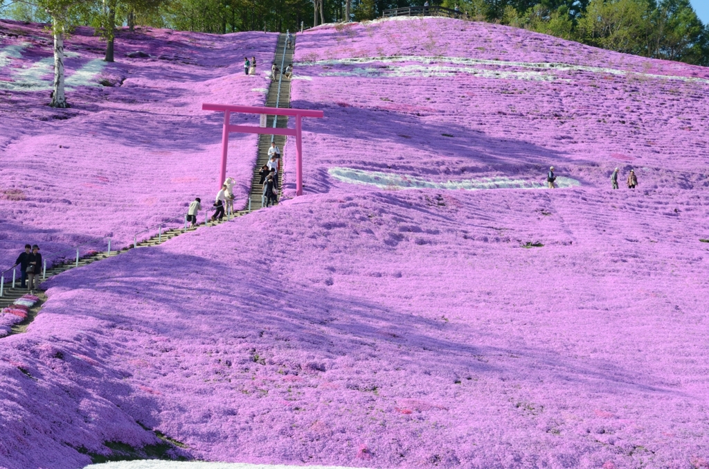 ピンクの鳥居