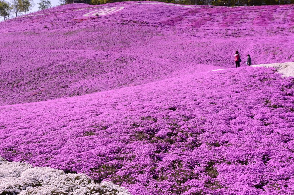 東藻琴芝桜公園