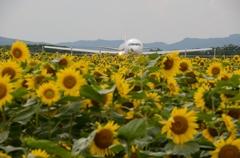 ひまわりと飛行機5