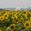 ひまわりと飛行機5