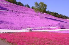 東藻琴芝桜公園