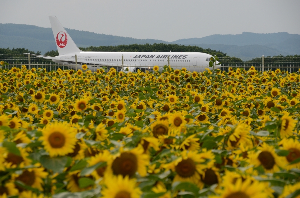 ひまわりと飛行機