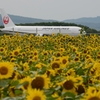 ひまわりと飛行機