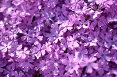 芝桜