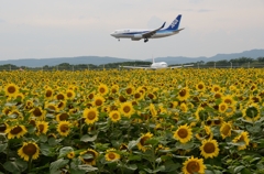 ひまわりと飛行機4