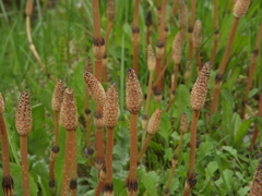 FIeld hosetail  つくし