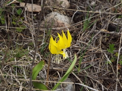Glacier Lily　カタクリの一種