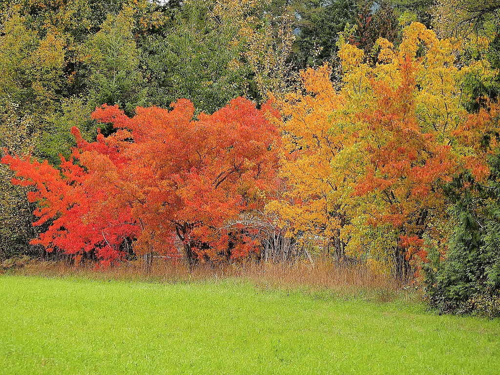 Autumn color