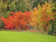 Autumn color