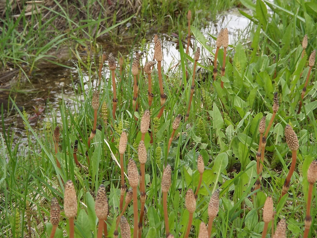 Field hosetail　