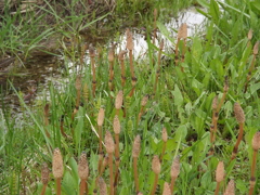 Field hosetail　