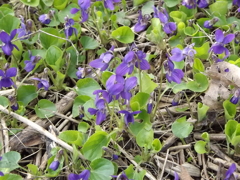 Sweet violet 