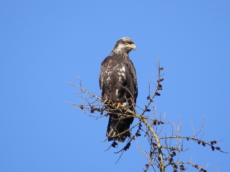 Golden Eagle